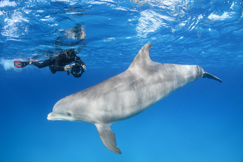 Mirissa Whale and Dolphin Snorkeling with Free Turtle Safari