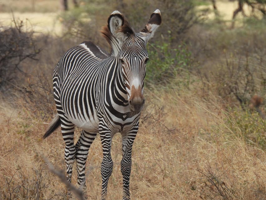 3 giorni, 2 notti pacchetto Samburu Safari - Hizvo