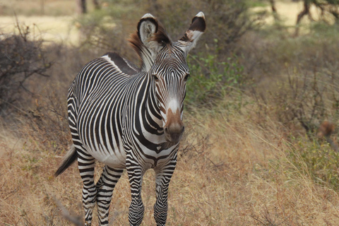 3 Tage, 2 Nächte Samburu Safari Paket