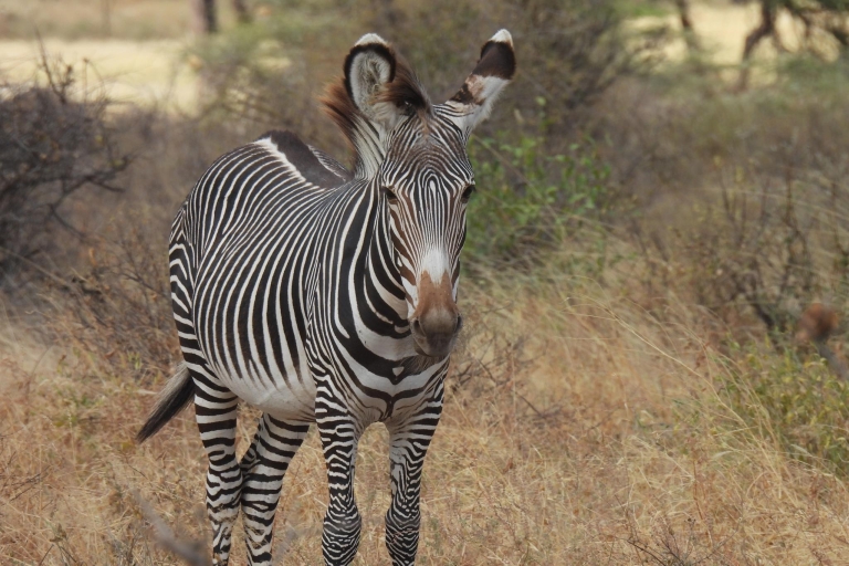 3 Tage, 2 Nächte Samburu Safari Paket
