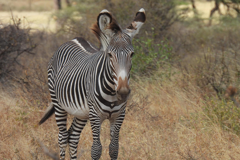 3 Tage, 2 Nächte Samburu Safari Paket