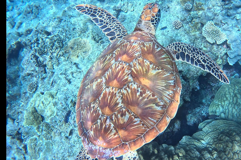 Port Vila: Kayaking & Snorkelling Tour with Turtles & lunch Full Day - Kayaking & Snorkeling Tour with Lunch & Pickup