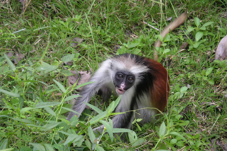 Zanzibar: Jozani Forest & Salaam cave Jozan forest & Salaam Cave