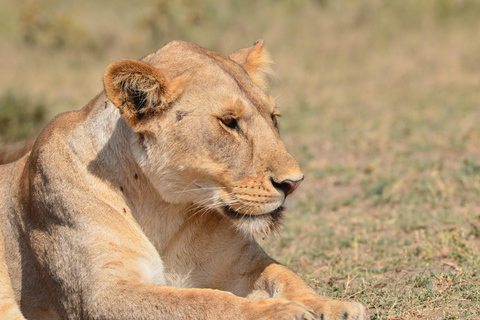 Safari: 8-daagse safari in Tarangire, Serengeti en Ngorongoro