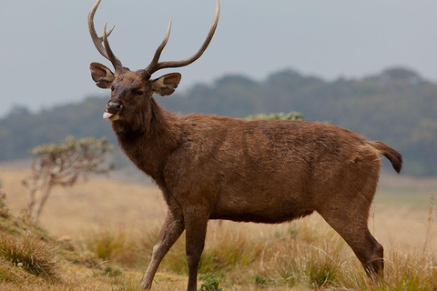 Fauna salvaje de Sri Lanka: tour de lujo de 10 días con todo incluido