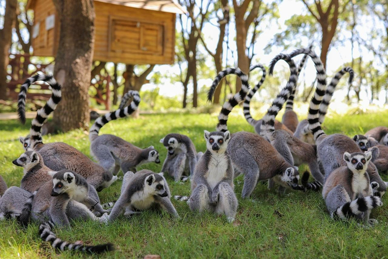 Shanghai: Wildlife Park, Xinchang, and Bund Private Tour