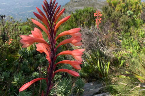 Cape Town: Skeleton Gorge Hike to Table Mountain Summit