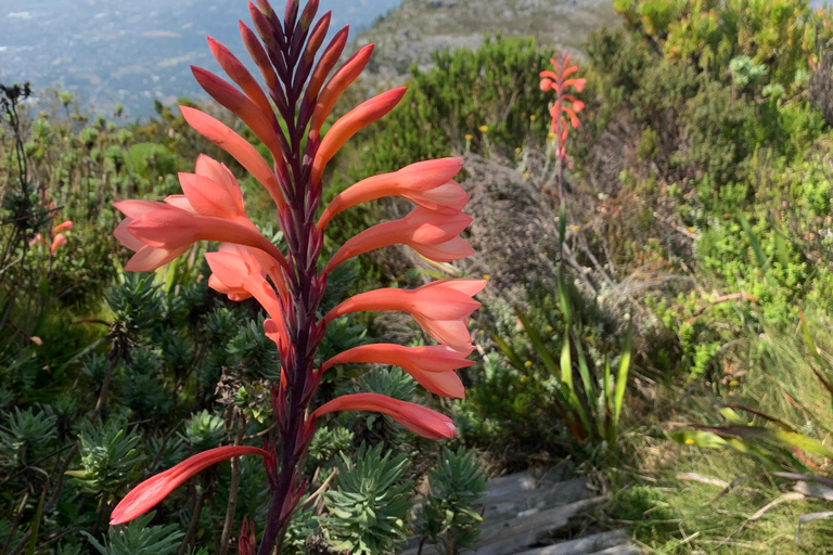 Cape Town: Skeleton Gorge Hike to Table Mountain Summit