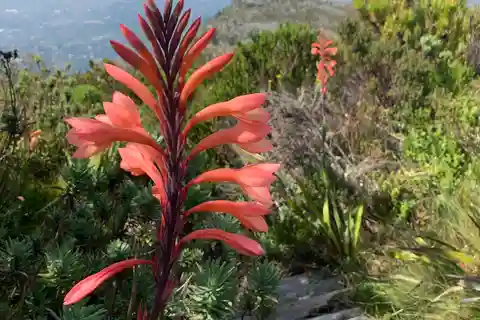 Le Cap : Randonnée dans les gorges de Skeleton jusqu'au sommet de la montagne de la Table