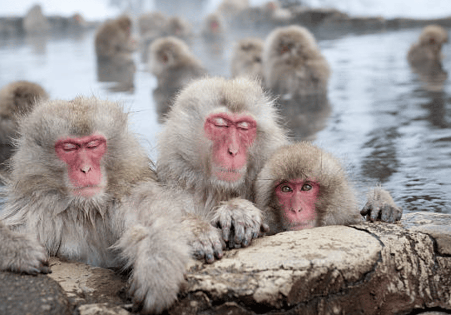 From Tokyo: Private Day Trip to Snow Monkey & Zenkoji | GetYourGuide