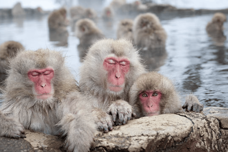 Depuis Tokyo : Excursion privée d&#039;une journée au Singe des neiges et au Zenkoji