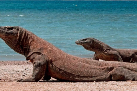 Komodo Island Shore Excursion for Cruise Ship Passengers