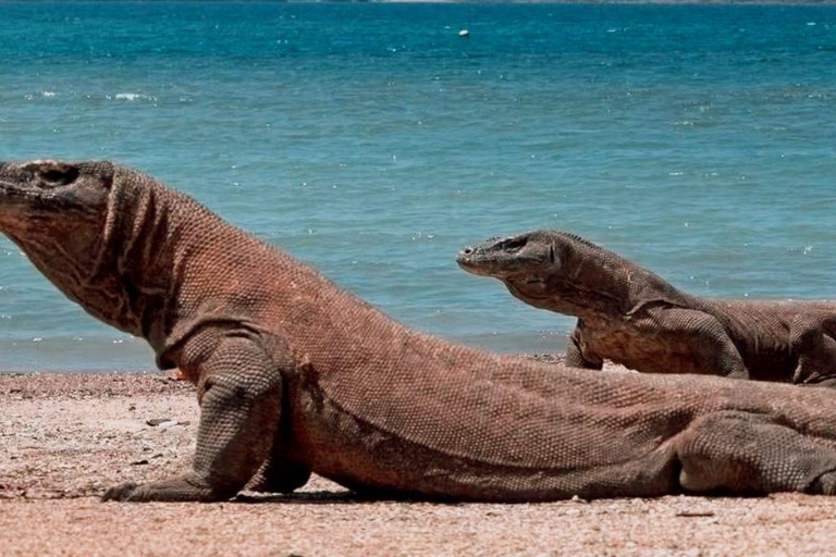 Komodo Island Shore Excursion for Cruise Ship Passengers