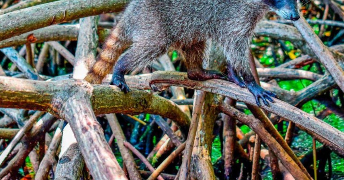 Journée complète sur l île de Barú Mangrove plongée en apnée