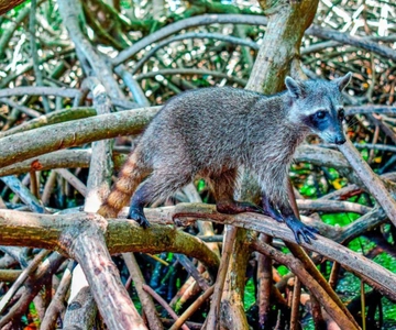 Full Day Barú island: Mangrove +Snorkel + Sunset + Plankton