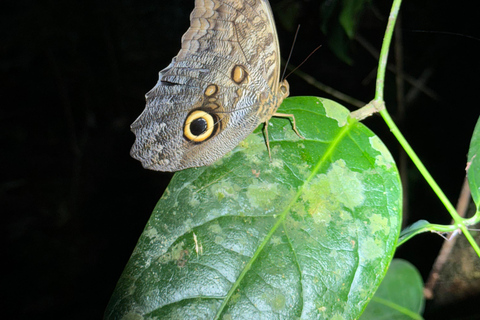 Puerto Jimenez: Jungle Night Walk near Corcovado NP