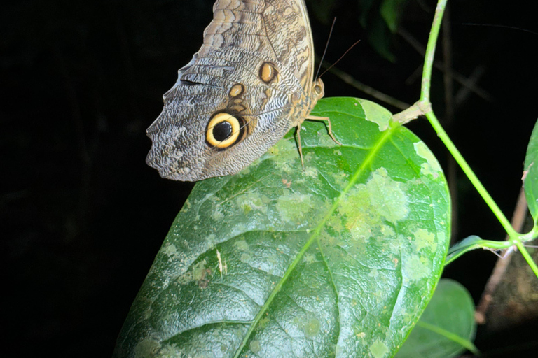 Puerto Jimenez: Jungle Night Walk near Corcovado NP