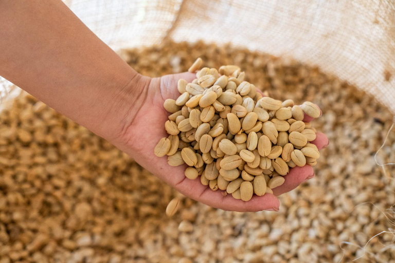 Huatulco: Pluma Hidalgo Coffee Origin and Essence.