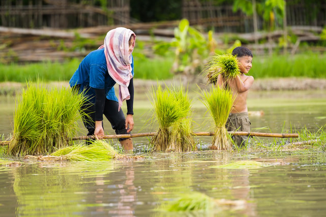 Chiang Mai: Experience the Nature Local Thai Rice Farming