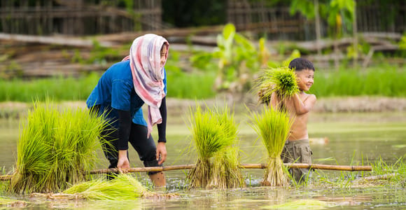 Chiang Mai: Experience the Nature Local Thai Rice Farming