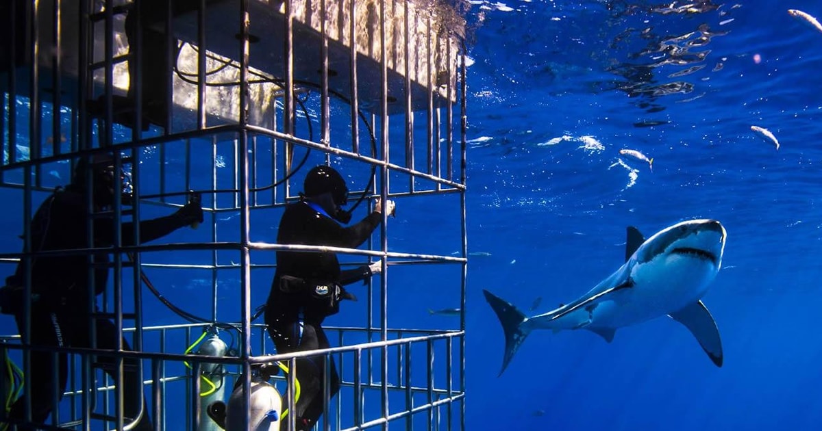 Full Day Private: Shark Cage Diving | GetYourGuide