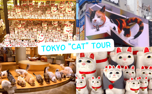 Tokyo : Gotokuji Cat Temple, Shinjuku Cat Cafe & 3D Cat Tour