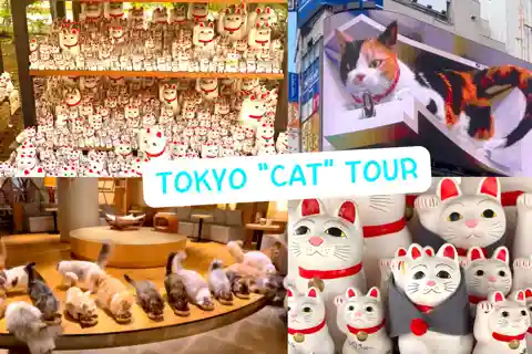 Tokyo: Gotokuji Cat Temple, Shinjuku Cat Cafe & 3D Cat Tour