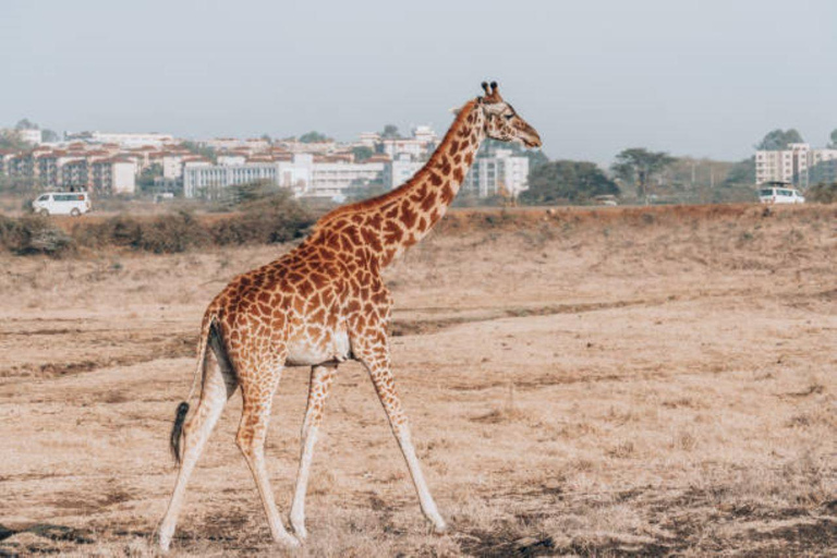 Demi-journée au parc national de Nairobi avec prise en charge gratuite