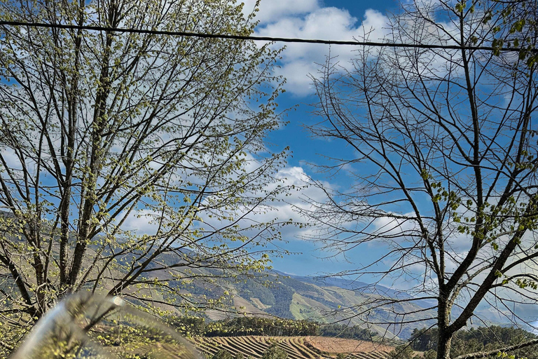 Porto : Vallée du Douro : visite de 2 vignobles avec déjeuner et croisière sur le fleuve