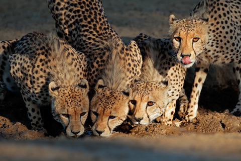 Ostateczna 6-dniowa prywatna przygoda na safariNajlepsza 6-dniowa prywatna przygoda na safari