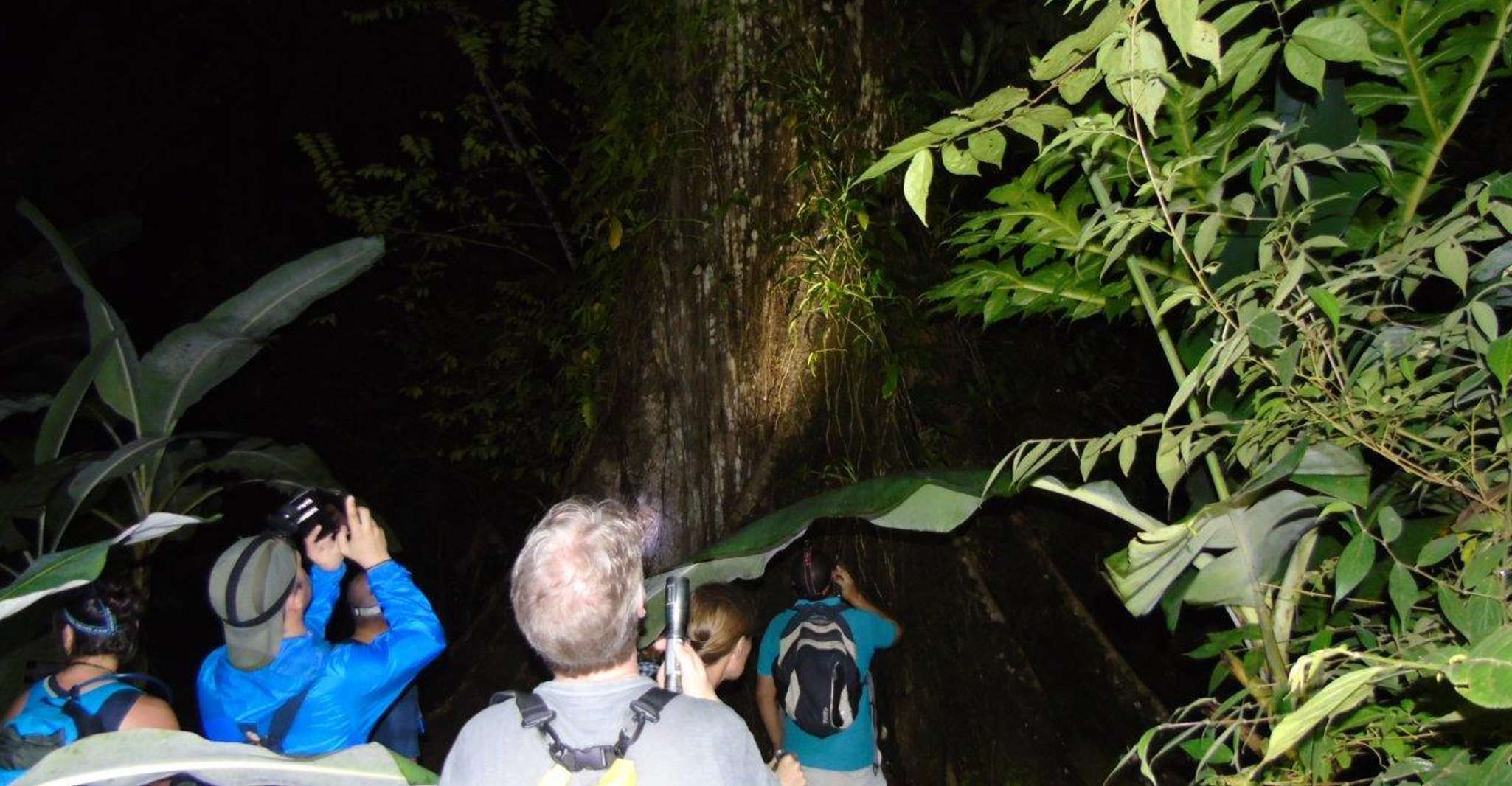 Uvita, Nature & Wildlife Night Tour in Tropical Forest - Hizvo