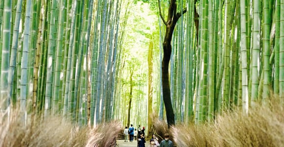 Arashiyama, Bamboo Forest, Golden Pavilion Guided Tour