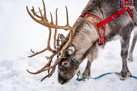 Rovaniemi: Besuch einer lokalen Rentierfarm mit 2 km Schlittenfahrt