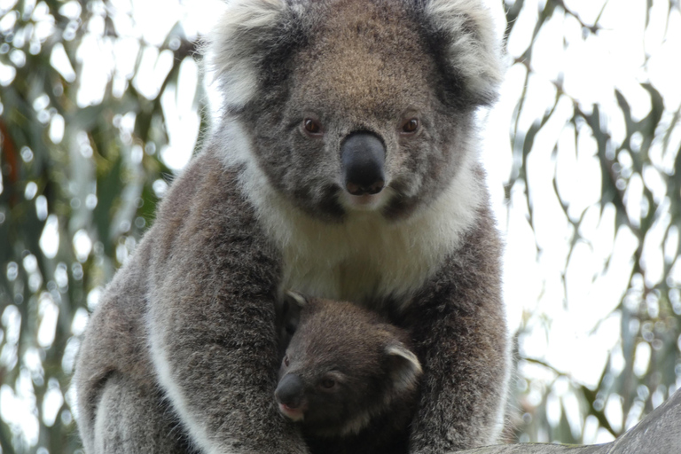 Melbourne: Great Ocean Road & Wildlife Tour for Backpackers Great Ocean Road & Wildlife Tour for Backpackers Aged 18-35