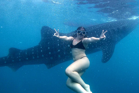 Cebu: Valhajsskådning, Kawasan Falls och snorkling