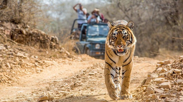 Visit From Jaipur Ranthambore Tiger Safari One Day Trip in Ranthambore, India