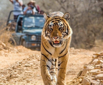 From Jaipur: Ranthambore Tiger Safari One Day Trip