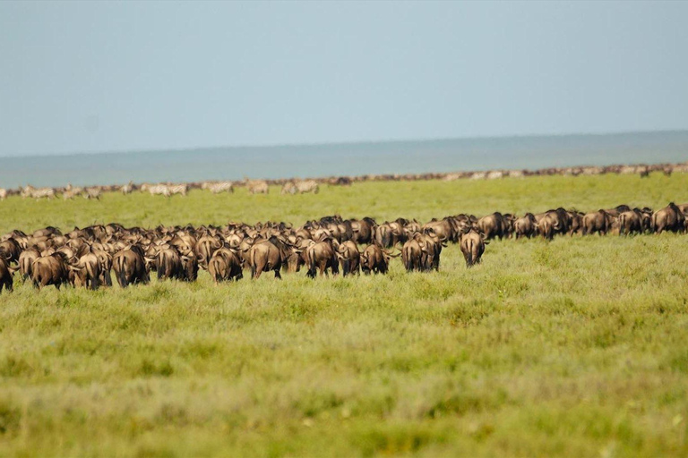 Arusha : 3 jours de safari au Serengeti et au Ngorongoro