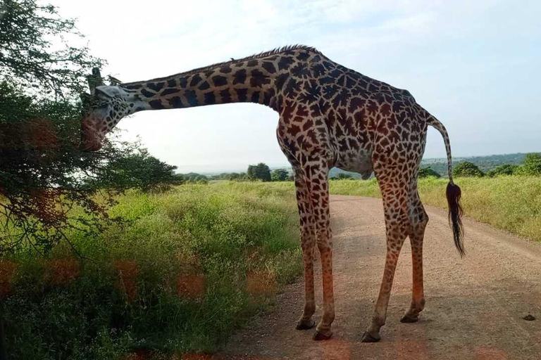 Promenade guidée d&#039;une demi-journée dans le parc national de NairobiConduite partagée pour le gibier