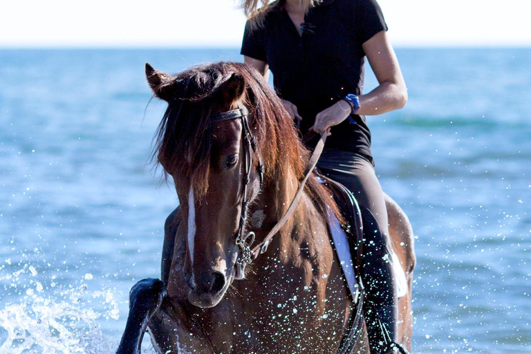 Menorca: Horseback Ride to Cala Fustam Beach and Swim