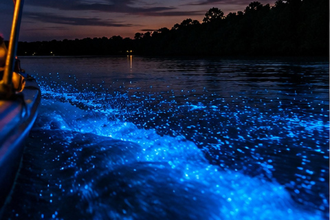 Kuala Selangor: Firefly & Blue Tears Night Tour