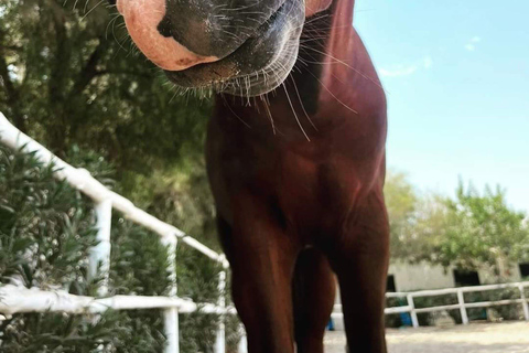 Hammamet : Randonnée à cheval sur la plage