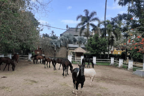 Ubud: 1 Hour Countryside Beach Horse Riding with Transfer Ubud: 1 Hour Countryside Horse Riding with Rice Field View