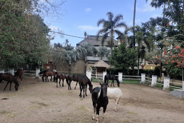 Ubud: 1 Hour Countryside Beach Horse Riding with Transfer Ubud: 1 Hour Countryside Horse Riding with Rice Field View