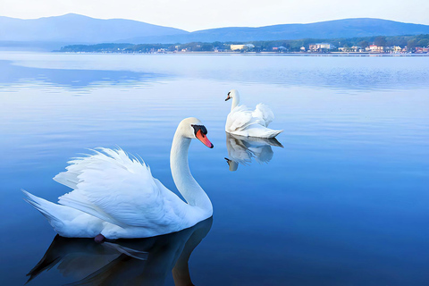 Mount Fuji Day Tour: Instagrammable Spots + Scenic Train From Tokyo (Including ropeway and cruise)