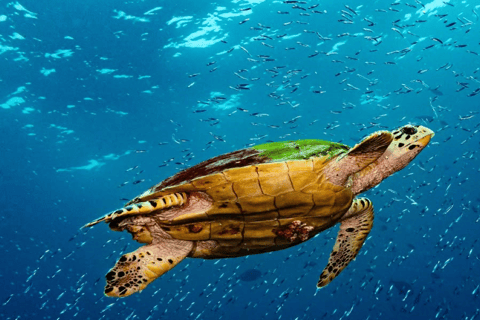 Zanzíbar: excursión a la cueva de Salaam y almuerzo en el restaurante The Rock