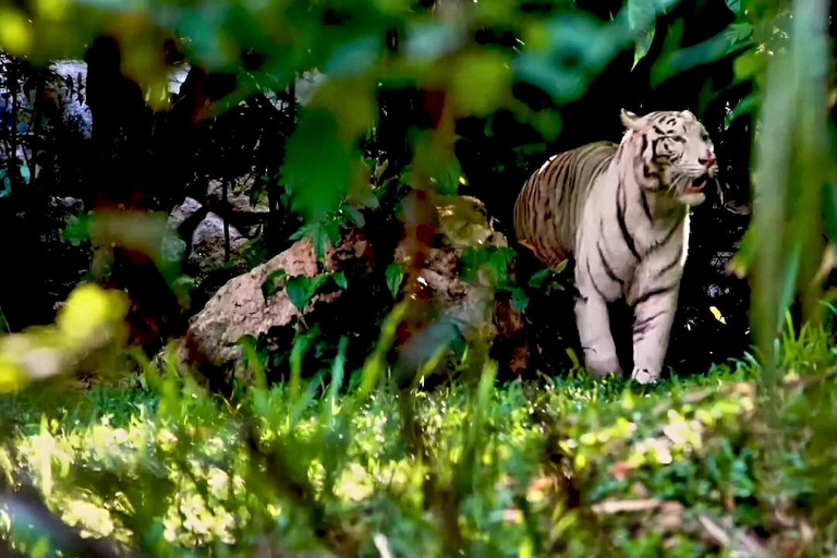 Vanuit Cebu City: Cebu safari avontuur