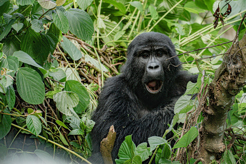 Ouganda : 19 jours de visite de la faune, des paysages et de la cultureCircuit de luxe de 19 jours pour découvrir la faune, les paysages et les cultures de l&#039;Ouganda