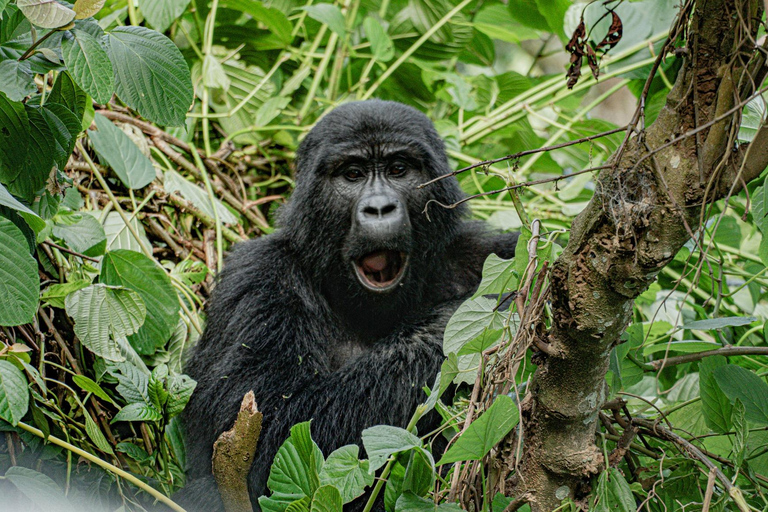 Ouganda : 19 jours de visite de la faune, des paysages et de la cultureCircuit de luxe de 19 jours pour découvrir la faune, les paysages et les cultures de l&#039;Ouganda