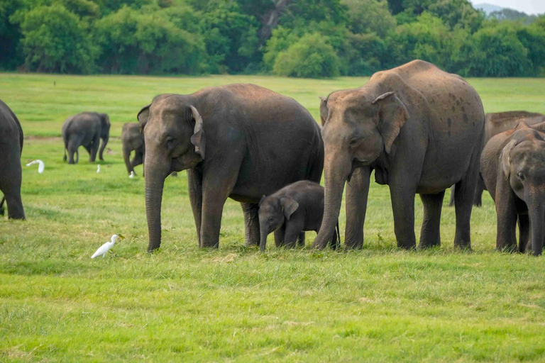 Sigiriya:Hurulu Eco Park Elephant Safari with Guide